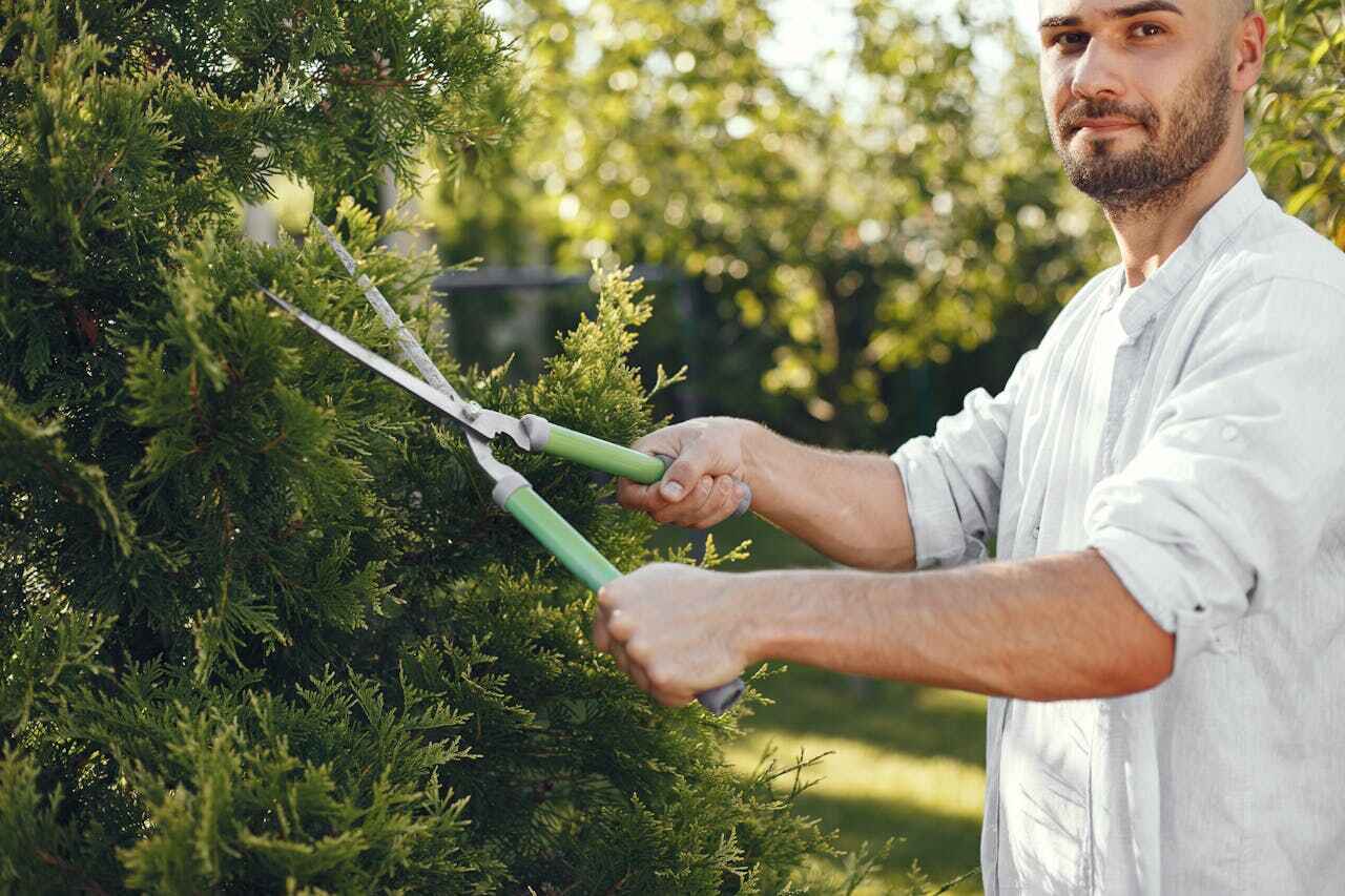 Trusted Archie, MO Tree Service Experts